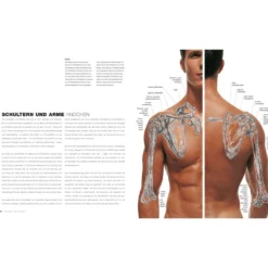 Anatomie für Künstler