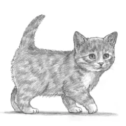 Die Kunst des Zeichnens für Kinder - Ich zeichne Katzen