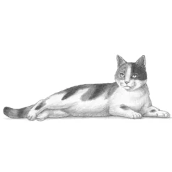 Die Kunst des Zeichnens für Kinder - Ich zeichne Katzen