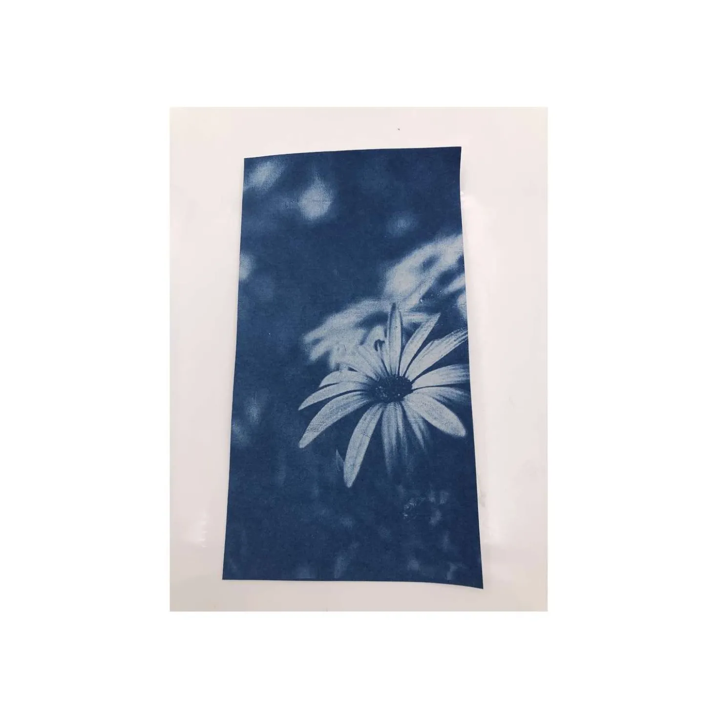 ENJOY ART Cyanotypie Papier