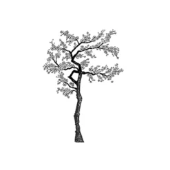 Lavinia Stempel, Cherry Blossom Tree