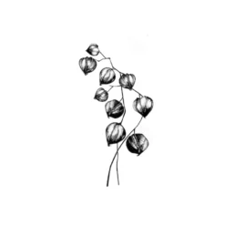 Lavinia Stempel, Chinese Lantern