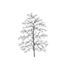 Lavinia Stempel, Fern Leaf