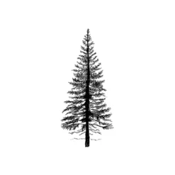 Lavinia Stempel, Fir Tree 1