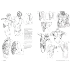 Morpho 2 - Mehr Anatomie für Künstler